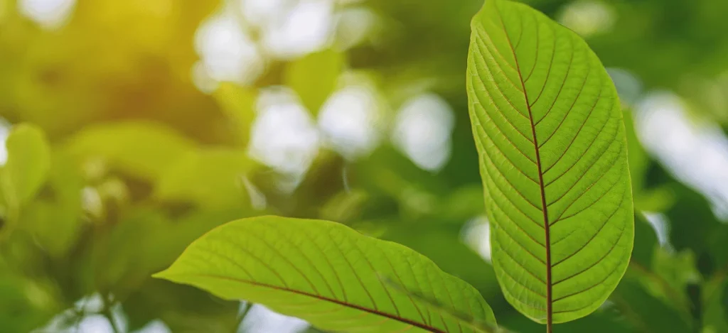 una hermosa hoja de kratom con un bonito sol en el envés.