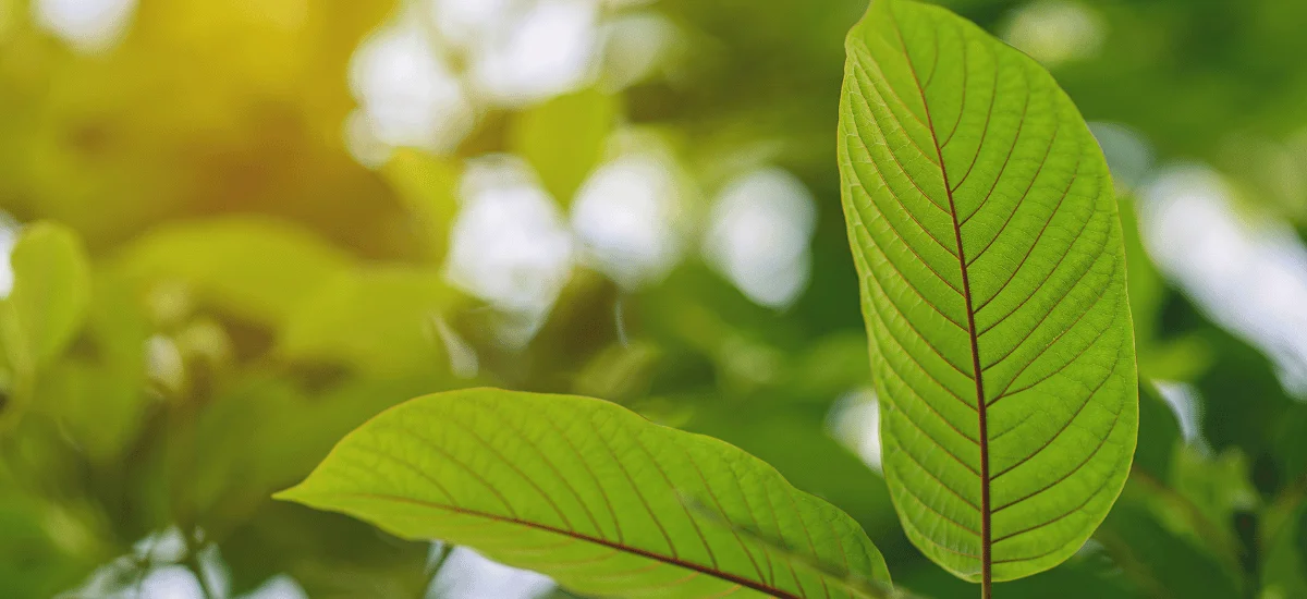 a beautiful leaf of kratom with nice sun in the back.