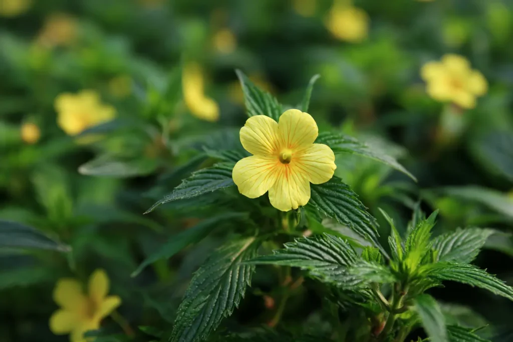 Close-up van een gele damiana (Turnera diffusa) met duidelijke nerven en dauwdruppels op de getande, grijsgroene bladeren; zachte bokeh-achtergrond.