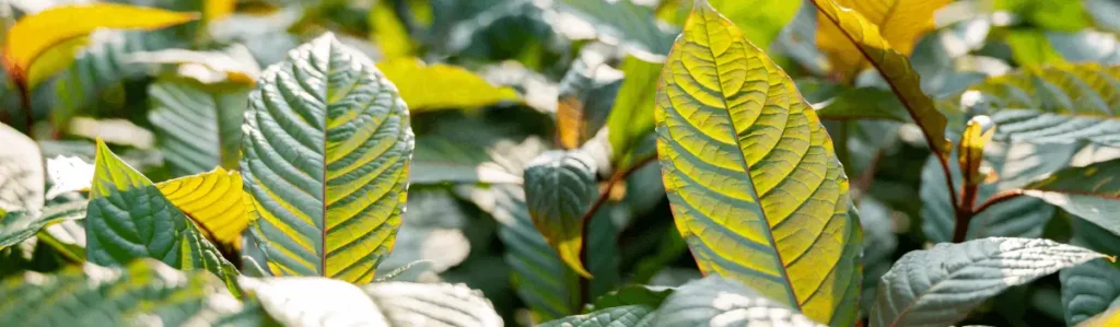 a kratom bush where you can see kratom leaf