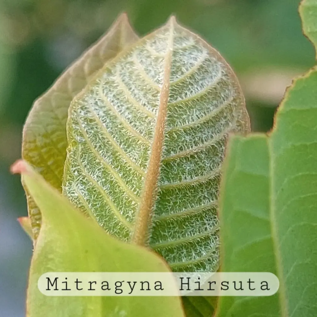 Close-up of a pale green young leaf with dense fine hairs and prominent veins, partially framed by surrounding leaves, labeled “Mitragyna Hirsuta.