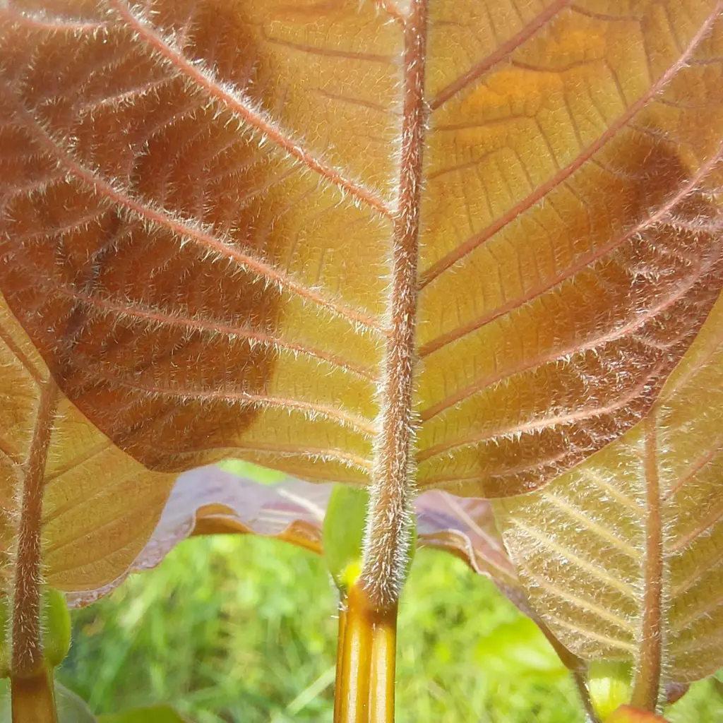 Mitragyna Hirsuta back of leaf
