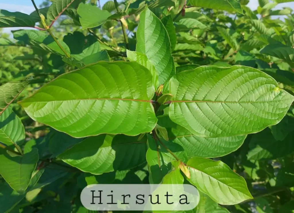 Authentic Mitragyna Hirsuta growing densely on a shrub in sunlight, showing broad leaf blades and clear vein patterns, labeled “Hirsuta.