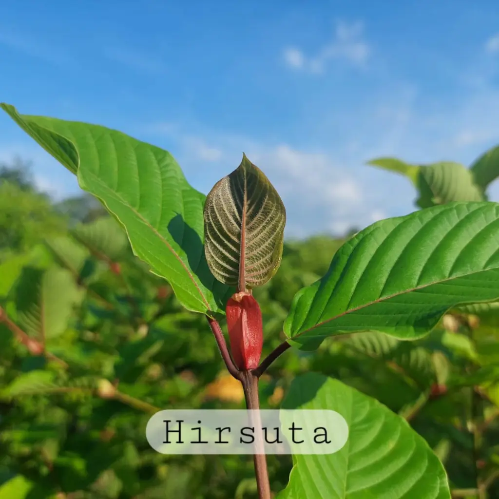 Close-up of a red bud and newly emerging leaf on a stem surrounded by mature green leaves, labeled “Hirsuta.”
