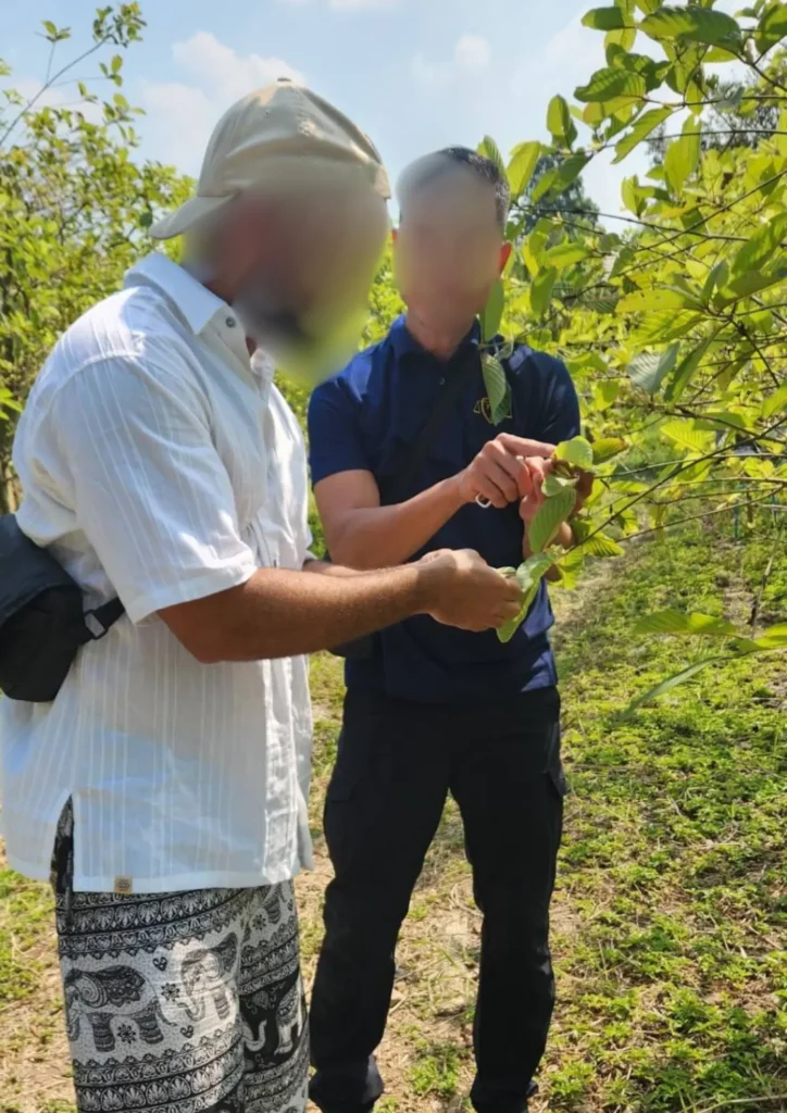 Two people standing outdoors closely examine the leaves of a leafy shrub or small tree in a sunny green landscape.